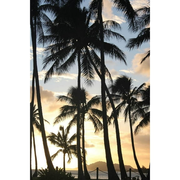 Howard Palm Sunset Wall Decal