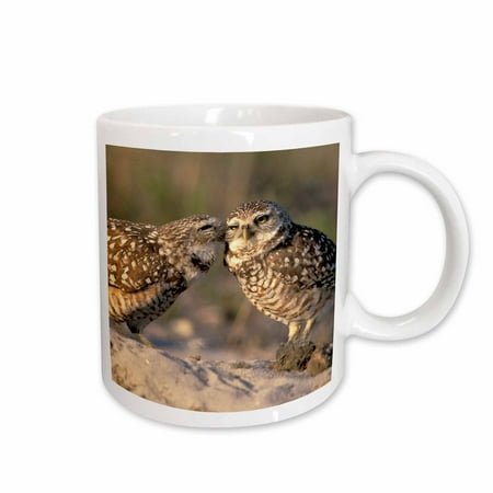 

3dRose Florida Fort Myers. Burrowing Owl pair - NA02 CAD0034 - Claudia Adams Ceramic Mug 15-ounce
