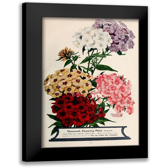 Vintage Apple Collection 11x14 Black Modern Framed Museum Art Print Titled - Phlox