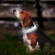 thumbnail image 5 of Fiudx Collar Led para Perro, Recargable Por Usb, con Luz Brillante, Tres Modos de Flash, Impermeable y Ajustable, Ideal para Paseos Nocturnos, Naranja, Amarillo, Verde y Negro, 41 X 41 X 2,5 Cm., 5 of 6