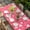 Coral Pink, variant on Valentines Day Table Cloths for 3 Foot Rectangle Tables, Pink Love Heart Patio Waterproof Elastic Fitted Tablecloths, Washable Rectangular Table Cover for Camping