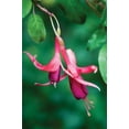 thumbnail image 2 of Erin Berzel 31x44 Gallery Wrapped Canvas Wall Art Titled - Fuchsia Bloom III, 2 of 4