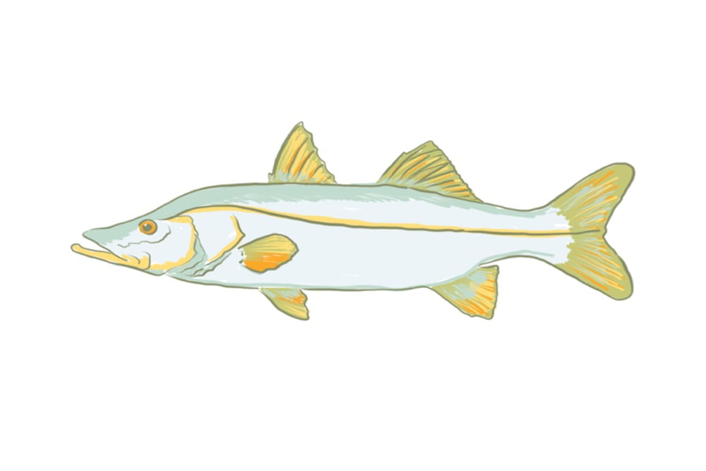 Snook Fish, Icon (12x18 Wall Art Poster, Room Decor) 