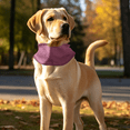 thumbnail image 5 of Pet Summer Cooling Wear, Cooling Neck Wrap, Dog Cooling Bandana, Cooling Neck Wraps for Summer Heat, Cooling Towels for Neck, Pink Breathable Mesh Neck Cooling Collar for Dogs（S）, 5 of 5