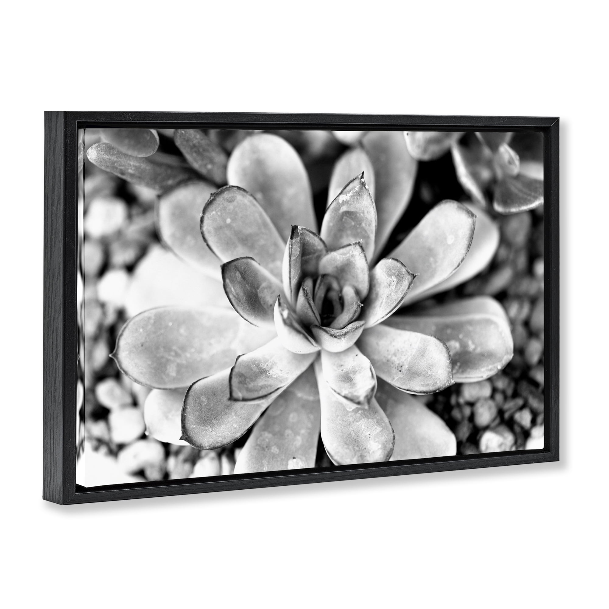 Stupell Industries Monochrome Succulent Leaves Botanical & Floral Photography Black Floater Framed Canvas Art Print Wall Art, 31 x 21