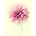 thumbnail image 2 of Stalus, Judy 15x18 White Modern Wood Framed Museum Art Print Titled - Lush Botanical III, 2 of 4