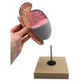 thumbnail image 6 of Human Testicle Model, Three Dimensional, with Hand Painted Details - Mounted on Stand, 9" tall - Eisco Labs, 6 of 8