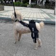 thumbnail image 4 of par de ortesis para patas traseras de perro, ideal para curar heridas en las patas, prevenir lesiones articulares y esguinces. Vendaje para articulaciones de perros., 4 of 5