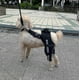 thumbnail image 4 of par de ortesis para patas traseras de perro, ideal para curar heridas en las patas, prevenir lesiones articulares y esguinces. Vendaje para articulaciones de perros., 4 of 5