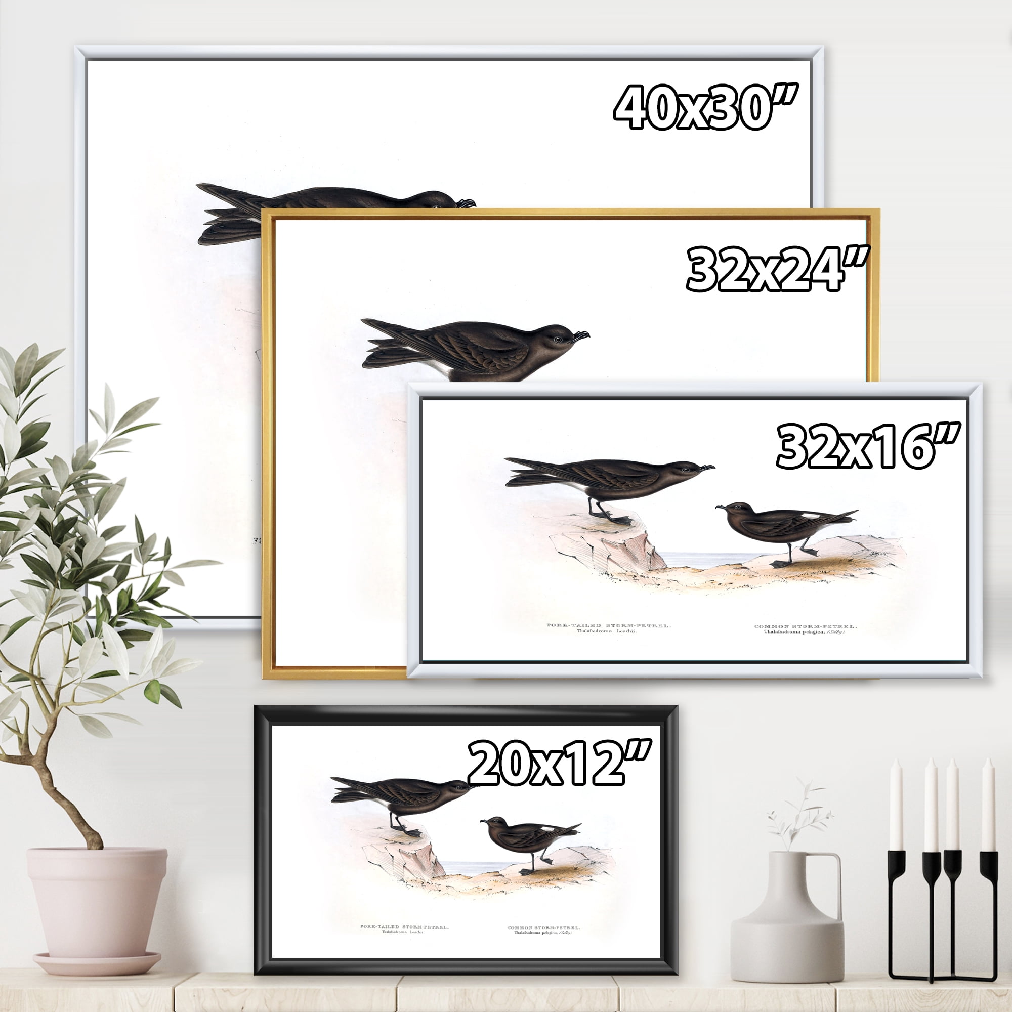Designart 'Ancient Bird Of Europe III' Traditional Framed Canvas Wall Art Print