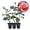 3 Plants, variant on Color Magic Rose Bush - Live Starter Plant in a 2 Inch Growers Pot - Beautifully Fragrant Hybrid Tea Rose - A Versatile Beauty with Large Blooms