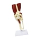 thumbnail image 5 of Modelo de articulación científica médica de tamaño real, herramienta de enseñanza de anatomía ligera, base educativa resistente con ligamentos y músculos Rodilla, 5 of 8