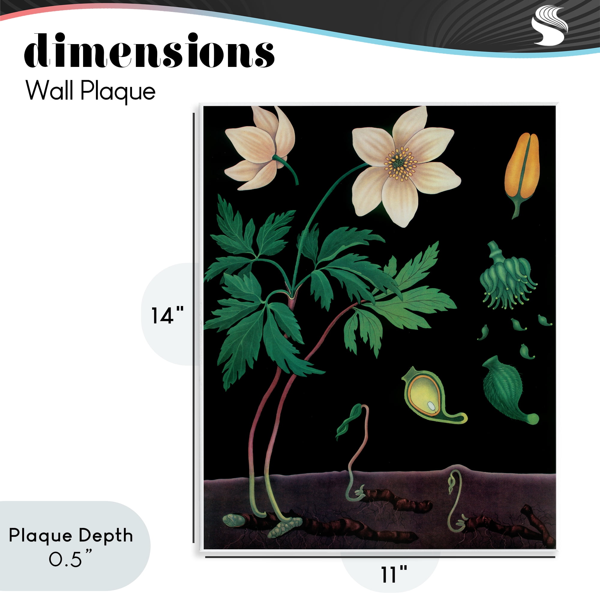 Stupell Industries Sprouting Wildflower Illustrations Wall Plaque Art, design by Vintage Hustle