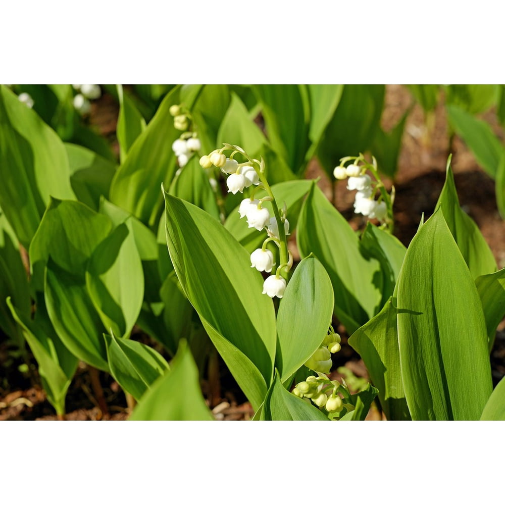Lily Of The Valley Flowers Bloom Convallaria Majalis20 Inch By 30 Inch