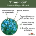 thumbnail image 4 of Burpee Firmament Chinese Forget-Me-Not Flower Seed, 1-Pack, 4 of 5