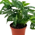 thumbnail image 6 of Swiss Cheese Plant, 6 inch Pot, Monstera Adansonii, Five Holes Vine Big Indoor House Plant, 6 of 8