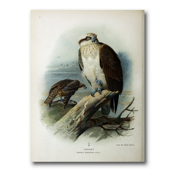 Designart ' Ancient Bird Life VI ' Traditional Canvas Wall Art Print