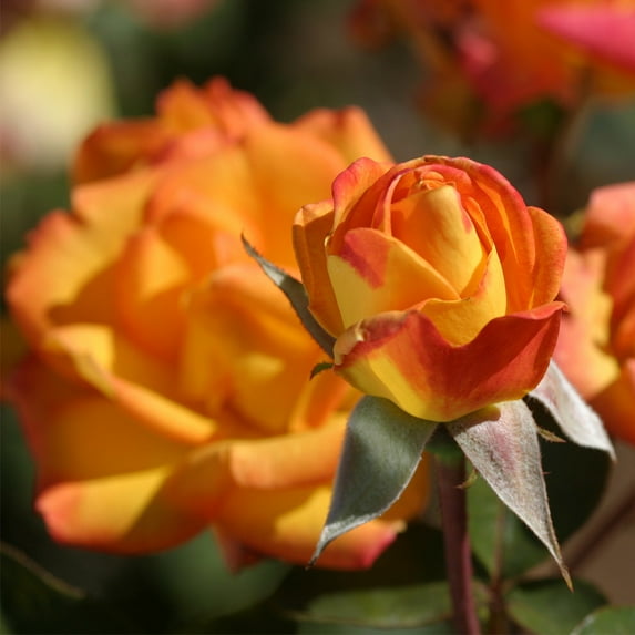 Heirloom Roses - Red Gold Hybrid Tea Rose Bush - Unique Garden Flowers