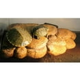 thumbnail image 3 of MERIGLARE Resin Turtle Basking Floating Island Basking Ramp - Turtle Stone Aquarium, 3 of 7