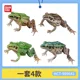 thumbnail image 3 of Enciclopedia biológica Bandai Gashapon Adornos de animales simulados Modelo coleccionable móvil Rana de pliegue lateral con manchas negras Rana, 3 of 5