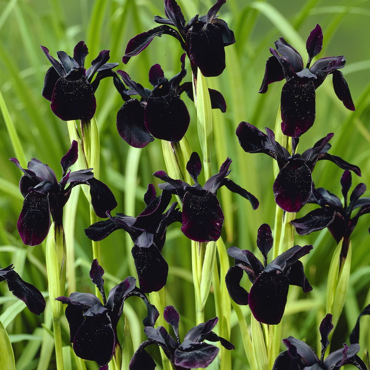Van Zyverden Iris Black Chrysographes Set of 3 Bulbs Black Partial Sun Perennial Pollinator 1 lb