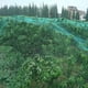 thumbnail image 1 of Red antipájaros Planta Jardín Árbol frutal Red antipájaros Malla Protección de jardín Cultivos Cubiertas de plantas Red Valla de empuje Red de escalada 4x10m, 1 of 1