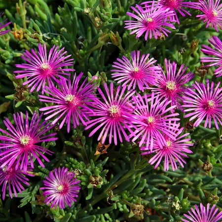 Delosperma Ice Plant Flower Seeds - 1000 Seeds - Perennial Flower Garden Seeds - Daisy-Like Flowers - Delosperma cooperii