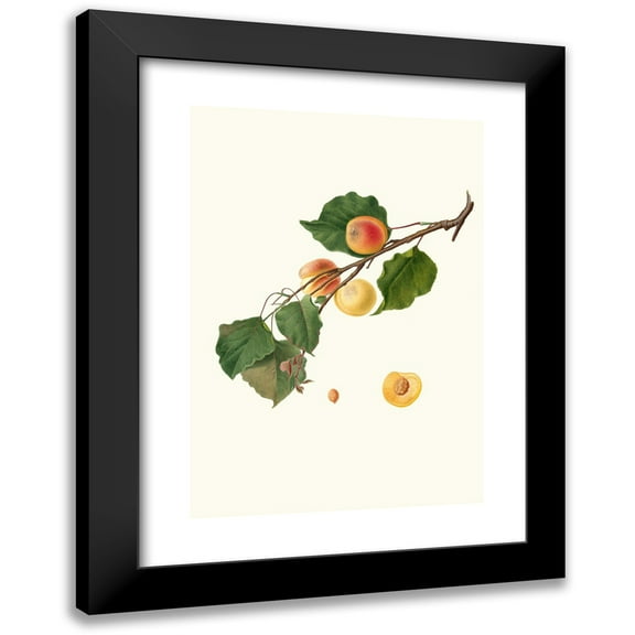 Giorgio Gallesio 11x14 Black Modern Framed Museum Art Print Titled - Alexandrian Apricot with Bitter Almond. (Armeniaca Alexandrina; Apricot) (1817-1839)