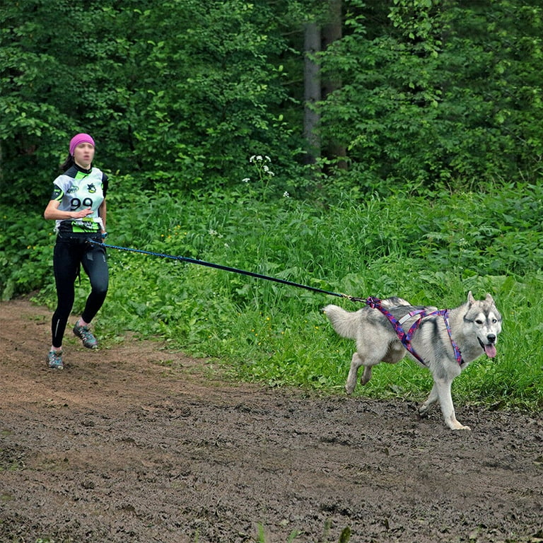 Husky walking belt hotsell