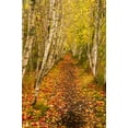 thumbnail image 2 of Jaynes Gallery 17x24 Black Ornate Wood Framed with Double Matting Museum Art Print Titled - USA-Maine-Acadia National Park Forest trail, 2 of 4