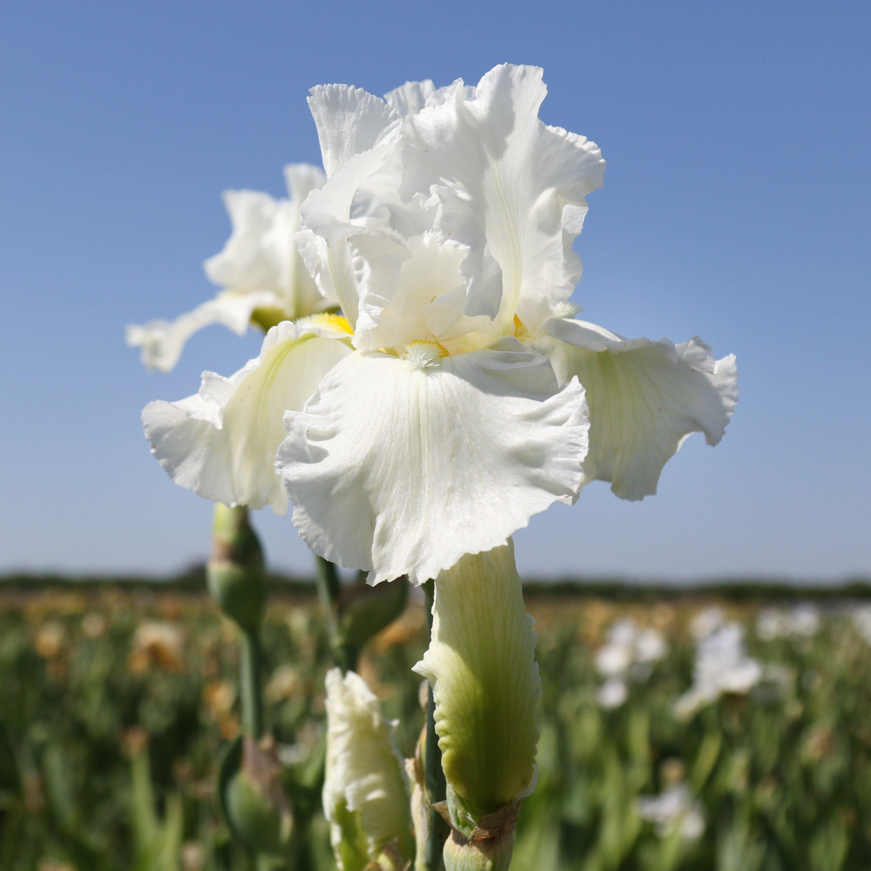 2 Perennial Flower Iris Bulbs Resistant Bearded Gifts Stunning Rare Hardy Plants 