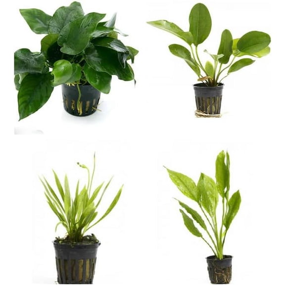 Potted Live Aquarium Plants Bundle - Easy and Snail Free Aquatic Plants (4 Pots)
