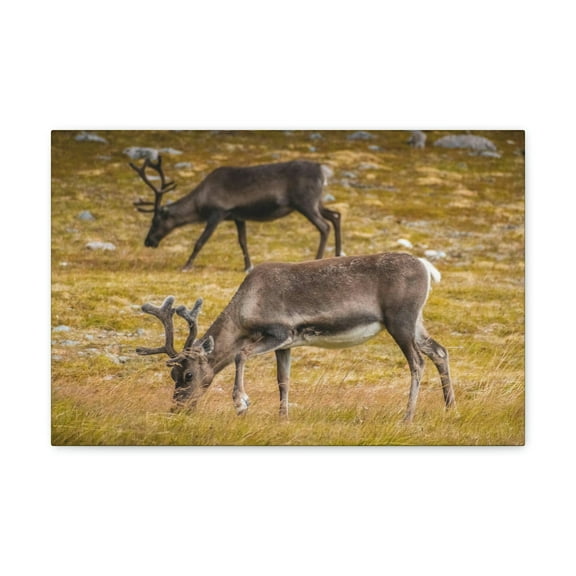 Caribou Couple Caribou Troop Print Animal Wall Art Wildlife Canvas Prints Wall Art Ready to Hang Unframed
