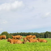 All Purpose Pasture Seed Mix - 25 LBS