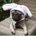 thumbnail image 4 of Tricots pour Chiens Outrageously Adorables, 4 of 4