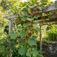 thumbnail image 5 of Kiwi Vine Live Plant, Hardy Kiwi Live Plants, 6-8 Inches Tall, Fruit Vine Starters for Easy Garden Growing, 5 of 6