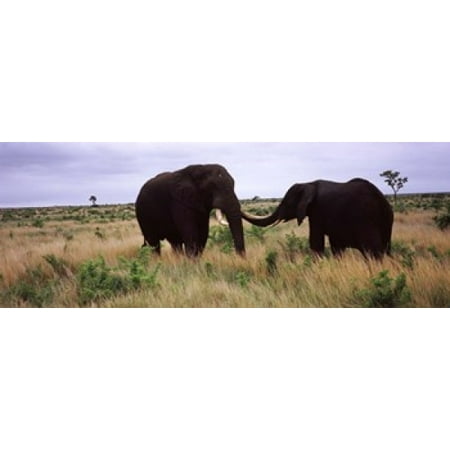 Two African elephants (Loxodonta Africana) socialize on the savannah plains Kruger National Park South Africa Canvas Art - Panoramic Images (18 x (Best National Parks In South Africa)