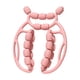 thumbnail image 2 of Rodillo de masaje de piernas Relax Roller de 20 ruedas Masaje relajante versátil Masaje manual rosa, 2 of 8