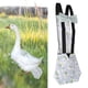 thumbnail image 5 of Pañal del Animal doméstico, pañal portátil Lavable de los pañales de Las Aves de Corral del Animal doméstico para la Paloma del Pollo del Pato de Ganso(s-Azul), 5 of 5