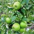 thumbnail image 6 of Fresh Granny Smith Apple, Each, 6 of 7