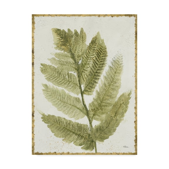 Trademark Fine Art 'Forest Ferns I Antique' Canvas Art by Albena Hristova