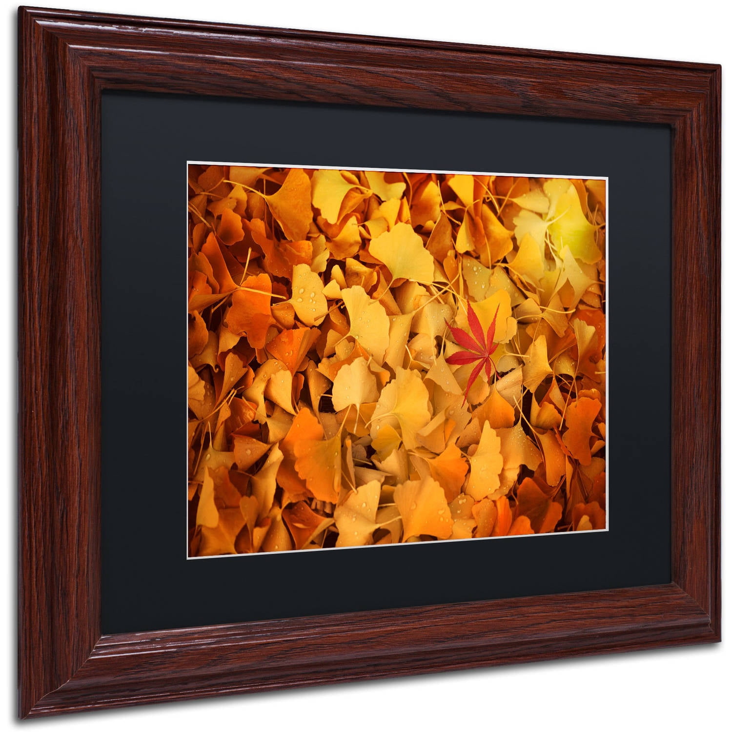 Trademark Fine Art "Variegated" Canvas Art by Philippe Sainte-Laudy Black Matte, Wood Frame