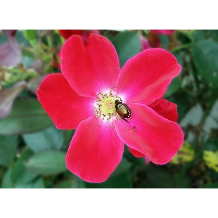 Knockout Roses - LAMINATED POSTER Knockout Rose Knock Out Rose Red Rose Knockout Poster Print 24 x 36
