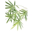 thumbnail image 2 of Murdock, Ramona 17x24 White Modern Wood Framed Museum Art Print Titled - Bamboo Bouquet, 2 of 4