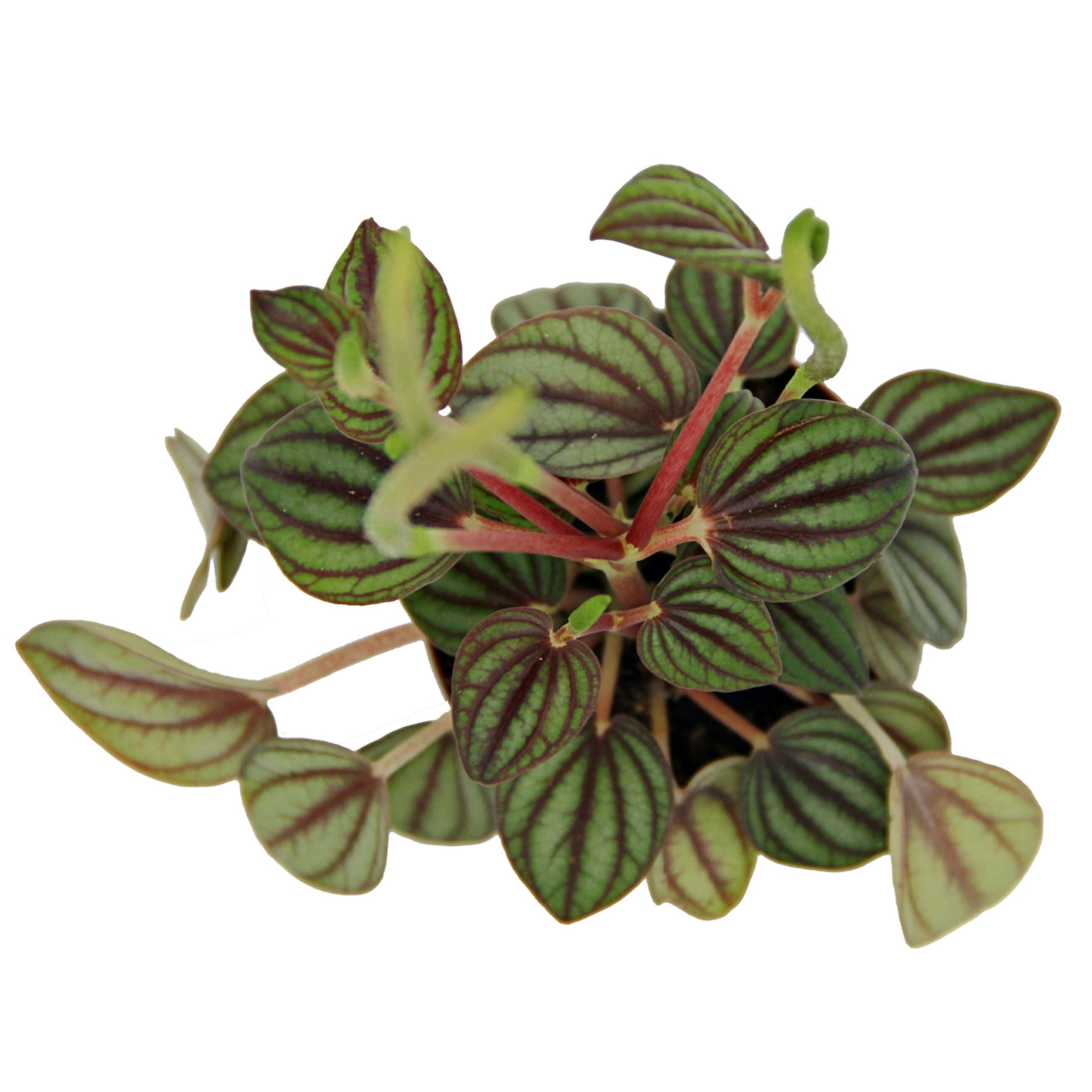 ReptiCulture Assorted Peperomia Tropical 2" 3 pk
