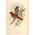 thumbnail image 2 of CAG 22x32 White Modern Wood Framed Museum Art Print Titled - Garrulax Poecilorhyncha, 2 of 4