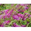 Proven Winners BUDPRC1106101 Lo & Behold 'Ruby Chip' Butterfly Bush Live Plant, 1 Gal, Red Flowers