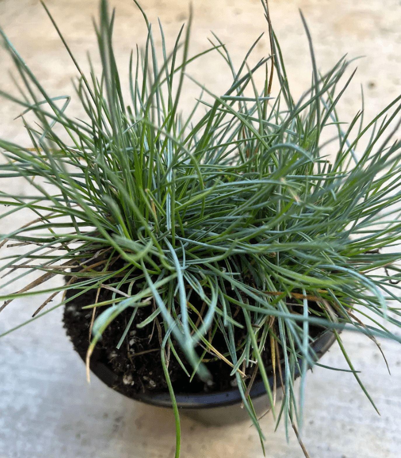 1 Pot 2 Blue Fescue Grass Plants Festuca Glauca Starter Ornamental Grasses Seedling In 4"Pot