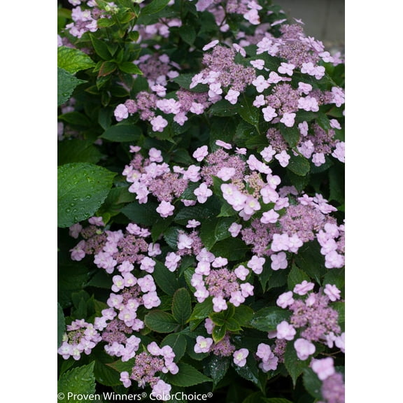 Tuff Stuff Mountain Lacecap Hydrangea–Compact Shrub with Beautiful Blooms  3 Gallon