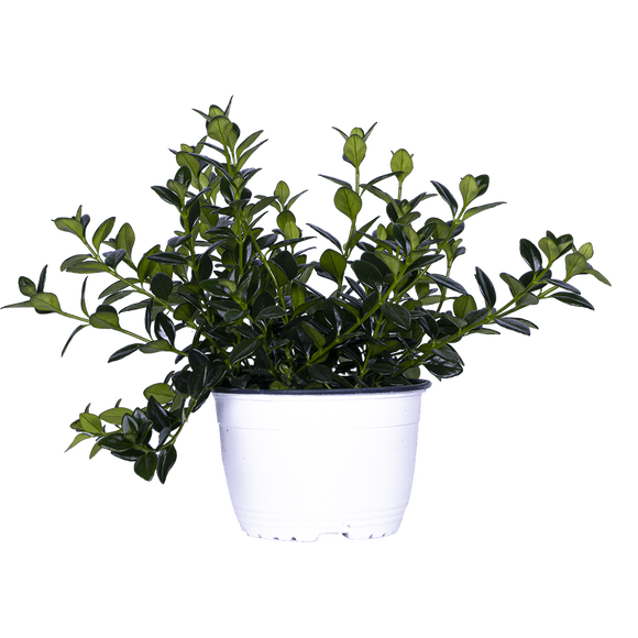 Nemanthus Hypocyrta | Goldfish Plant (M) Live Plants in 6" growers pot